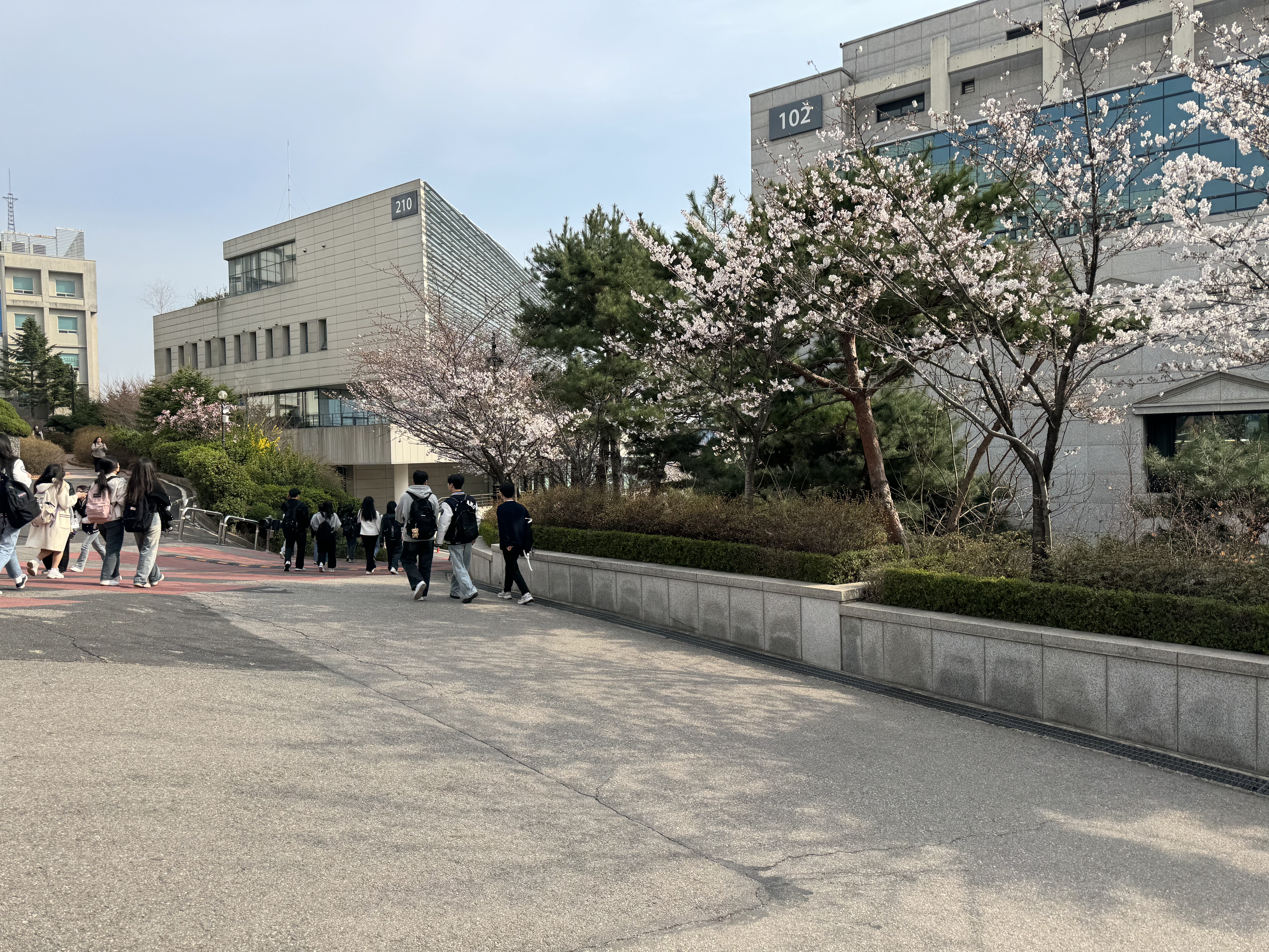 24.04.02.혼자 찍고 있었는데, 가려니까 다른 사람들도 벚꽃 찍고 있었음